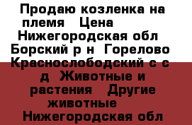 Продаю козленка на племя › Цена ­ 1 500 - Нижегородская обл., Борский р-н, Горелово (Краснослободский с/с) д. Животные и растения » Другие животные   . Нижегородская обл.